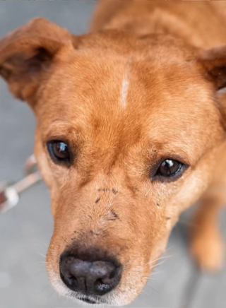 Illustration de l'article : L’histoire émouvante de Lunchbox, un chien au passé douloureux, mais qui n’a jamais cessé d’aimer les gens (vidéo)