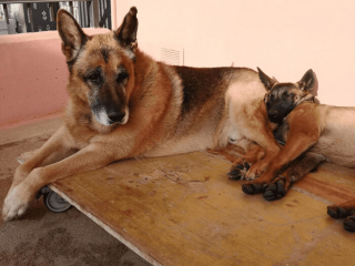 Illustration de l'article : 18 photos drôles de chats et chiens pour lesquels le concept de normalité n'existe pas