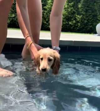 Illustration de l'article : La vidéo adorable d’un chiot Teckel qui apprend à nager a fait fondre le cœur des internautes 