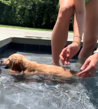 Illustration de l'article : La vidéo adorable d’un chiot Teckel qui apprend à nager a fait fondre le cœur des internautes 