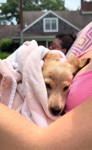 Illustration de l'article : La vidéo adorable d’un chiot Teckel qui apprend à nager a fait fondre le cœur des internautes 