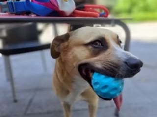 Illustration de l'article : Une chienne repère une fontaine publique et décide d'en faire sa piscine privée (vidéo)