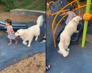 Illustration de l'article : Ce Golden Retriever vigilant et bienveillant prend son rôle de babysitter très à cœur (vidéo)