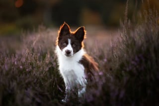 Illustration de l'article : 20 nouveaux portraits sublimes de chiens signés Omica, photographe passionnée par l'univers canin