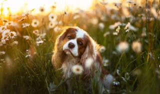 Illustration de l'article : 20 nouveaux portraits sublimes de chiens signés Omica, photographe passionnée par l'univers canin