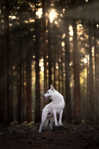 Illustration de l'article : 20 nouveaux portraits sublimes de chiens signés Omica, photographe passionnée par l'univers canin