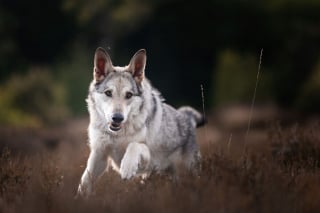 Illustration de l'article : 20 nouveaux portraits sublimes de chiens signés Omica, photographe passionnée par l'univers canin