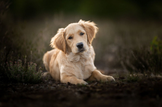 Illustration de l'article : 20 nouveaux portraits sublimes de chiens signés Omica, photographe passionnée par l'univers canin