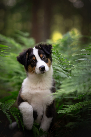 Illustration de l'article : 20 nouveaux portraits sublimes de chiens signés Omica, photographe passionnée par l'univers canin