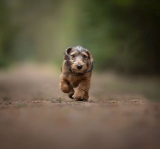 Illustration de l'article : 20 nouveaux portraits sublimes de chiens signés Omica, photographe passionnée par l'univers canin