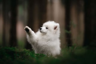 Illustration de l'article : 20 nouveaux portraits sublimes de chiens signés Omica, photographe passionnée par l'univers canin