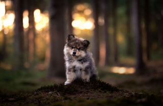 Illustration de l'article : 20 nouveaux portraits sublimes de chiens signés Omica, photographe passionnée par l'univers canin