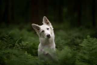 Illustration de l'article : 20 nouveaux portraits sublimes de chiens signés Omica, photographe passionnée par l'univers canin