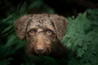Illustration de l'article : 20 nouveaux portraits sublimes de chiens signés Omica, photographe passionnée par l'univers canin