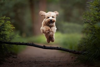 Illustration de l'article : 20 nouveaux portraits sublimes de chiens signés Omica, photographe passionnée par l'univers canin