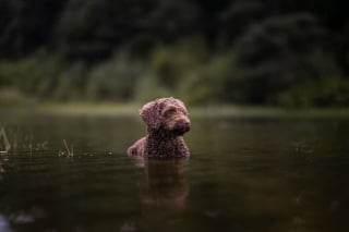 Illustration de l'article : 20 nouveaux portraits sublimes de chiens signés Omica, photographe passionnée par l'univers canin