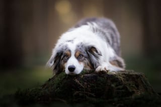 Illustration de l'article : 20 nouveaux portraits sublimes de chiens signés Omica, photographe passionnée par l'univers canin