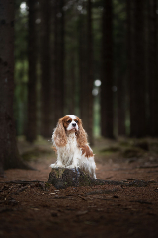 Illustration de l'article : 20 nouveaux portraits sublimes de chiens signés Omica, photographe passionnée par l'univers canin