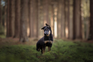Illustration de l'article : 20 nouveaux portraits sublimes de chiens signés Omica, photographe passionnée par l'univers canin