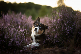 Illustration de l'article : 20 nouveaux portraits sublimes de chiens signés Omica, photographe passionnée par l'univers canin