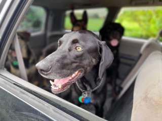 Illustration de l'article : La famille d'un chien en fugue désespère de le retrouver jusqu'à ce qu'un journal local change la donne