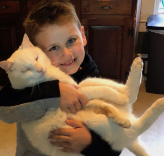 Illustration de l'article : Après un périple de 2000 km : la puce d'un chat disparu relance l'espoir chez sa famille qui le cherchait depuis 3 ans