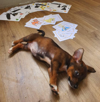 Illustration de l'article : Des animaux sauvés par une association trouvent un sens à leur vie en visitant les détenus et les écoliers