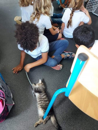 Illustration de l'article : Des animaux sauvés par une association trouvent un sens à leur vie en visitant les détenus et les écoliers