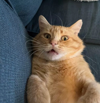 Illustration de l'article : 14 photos prouvant que les chats roux sont un mélange parfait de douceur et d'espièglerie