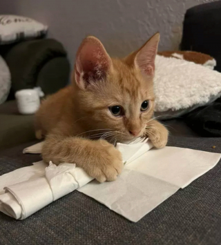 Illustration de l'article : 14 photos prouvant que les chats roux sont un mélange parfait de douceur et d'espièglerie
