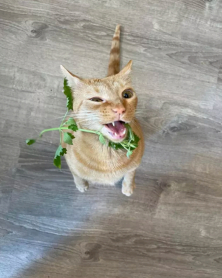 Illustration de l'article : 14 photos prouvant que les chats roux sont un mélange parfait de douceur et d'espièglerie