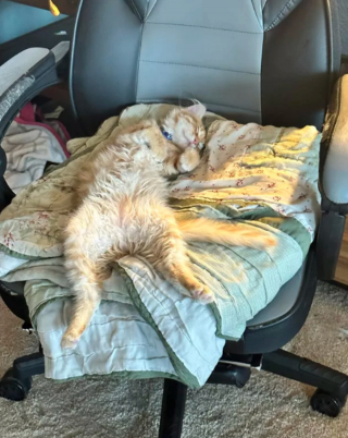 Illustration de l'article : 14 photos prouvant que les chats roux sont un mélange parfait de douceur et d'espièglerie
