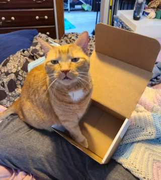 Illustration de l'article : 14 photos prouvant que les chats roux sont un mélange parfait de douceur et d'espièglerie