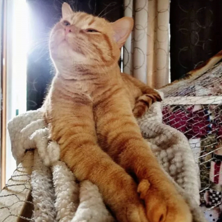 Illustration de l'article : 14 photos prouvant que les chats roux sont un mélange parfait de douceur et d'espièglerie