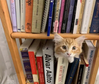 Illustration de l'article : 14 photos prouvant que les chats roux sont un mélange parfait de douceur et d'espièglerie