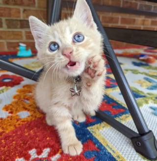 Illustration de l'article : 14 photos prouvant que les chats roux sont un mélange parfait de douceur et d'espièglerie