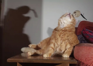 Illustration de l'article : 14 photos prouvant que les chats roux sont un mélange parfait de douceur et d'espièglerie