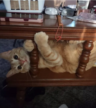Illustration de l'article : 14 photos prouvant que les chats roux sont un mélange parfait de douceur et d'espièglerie