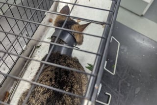 Illustration de l'article : La mésaventure d'une chatte retrouvée à plusieurs kilomètres de sa maison avec des morceaux de tuyau coincés autour du cou !