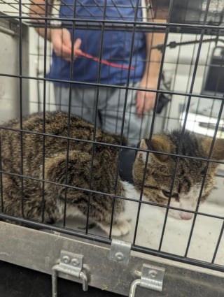 Illustration de l'article : La mésaventure d'une chatte retrouvée à plusieurs kilomètres de sa maison avec des morceaux de tuyau coincés autour du cou !