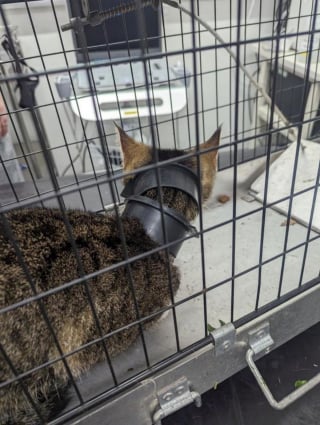 Illustration de l'article : La mésaventure d'une chatte retrouvée à plusieurs kilomètres de sa maison avec des morceaux de tuyau coincés autour du cou !