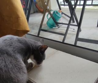 Illustration de l'article : Pour moins de 4 euros, elle offre le meilleur des cadeaux à son chat ! (vidéo)
