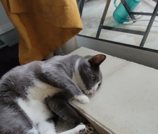 Illustration de l'article : Pour moins de 4 euros, elle offre le meilleur des cadeaux à son chat ! (vidéo)