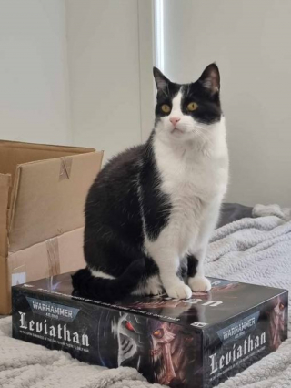 Illustration de l'article : La résignation s'empare du propriétaire d'un chat sénior disparu jusqu'à cet appel d'une "dame adorable"