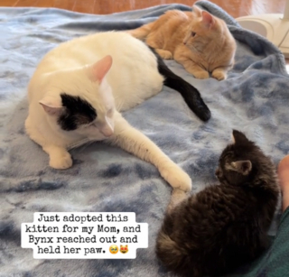 Illustration de l'article : Quand l'amour frappe à la porte : un chat adulte accueille chaleureusement le nouveau venu (vidéo)