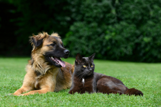 Illustration de l'article : Préparer soi-même les repas de son chat ou de son chien : l'importance des compléments alimentaires