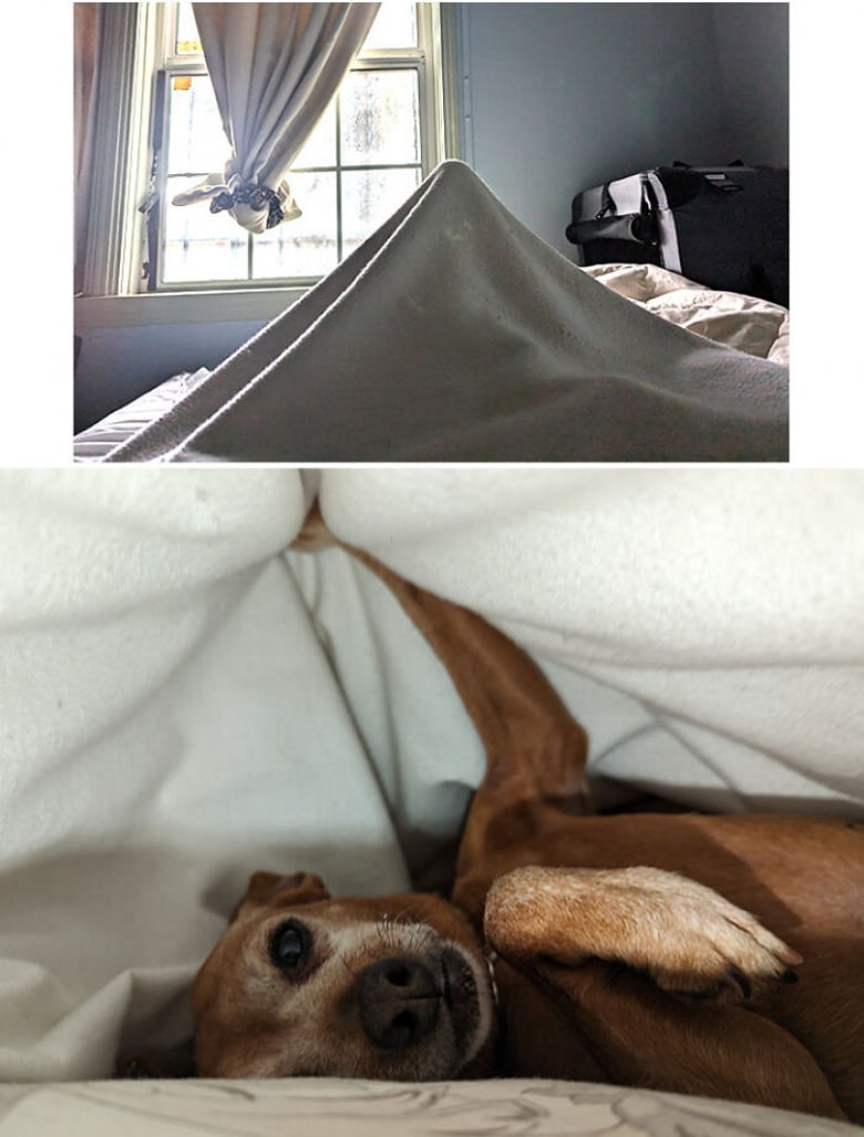 https://www.woopets.fr/assets/ckeditor/2023/jun/actualities/24237/xl/xx-chiens-photographies-dans-des-situations-cocasses-et-suscitant-autant-de-tendresse-que-d-eclats-de-rire-640d6c661.jpg