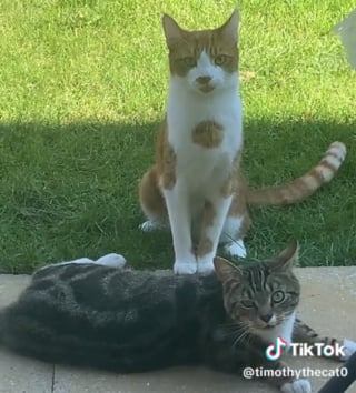 Illustration de l'article : L'histoire émouvante de Timothy, chat attendant le retour de son congénère disparu tragiquement (vidéo)