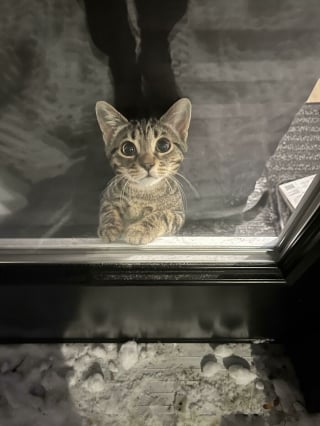 Illustration de l'article : 20 photos de chats passés maîtres dans l'art d'attendrir et d'émouvoir leurs humains