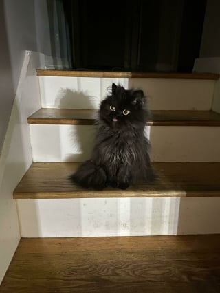 Illustration de l'article : 20 photos de chats passés maîtres dans l'art d'attendrir et d'émouvoir leurs humains